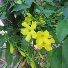 Serada Decor Plant  Sarı Çiçekli Yasemin Fidanı 70-90 cm