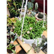 Serada Decor Plant Senecio Rowleyanus Tesbih Çiçeği Askılı Saksıda