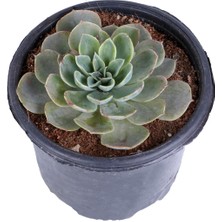 Serada Decor Plant Echeveria Elegance - Eşeverya - Saksı'da - Xxl