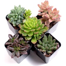 Serada Decor Plant Sukulent 5'li Set Ekinaryus