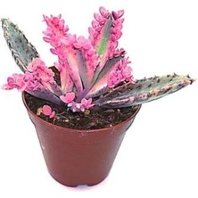 Serada Decor Plant Aşkın Gözyaşı Pembe