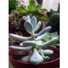 Serada Decor Plant Pachyphytum Glutinicaule Sukulent Bitki
