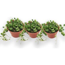 Serada Decor Plant 3'lü Tesbih Çiçeği [inci Tanesi] Senecio Rowleyanus