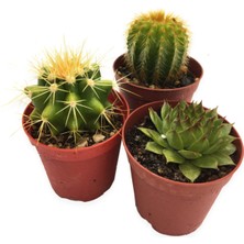 Serada Decor Plant Sukulent Kaktüs Seti 3 Adet
