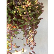 Serada Decor Plant Othonna Capensis Sukulent Yakut Kolyesi Büyük Makrome Saksılı Yakut Kolyesi Çiçeği (Sarı Çiçek Açar)