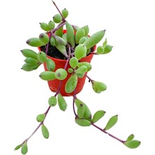 Serada Decor Plant Othonna Capensis Sukulent Bitki Yakut Kolyesi 5.5 Saksıda