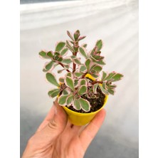 Serada Decor Plant Sedum Tricolor 3 Renkli Sukulent 5.5 cm Saksıda