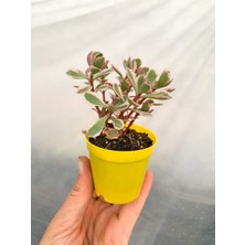 Serada Decor Plant Sedum Tricolor 3 Renkli Sukulent 5.5 cm Saksıda