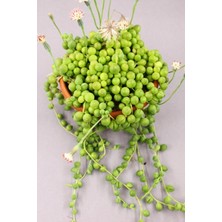 Serada Decor Plant Senecio Rowleyanus Tesbih Çiçeği