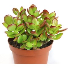 Serada Decor Plant Crassula Ovata, Para Çiçeği, Şans Agaçı Large