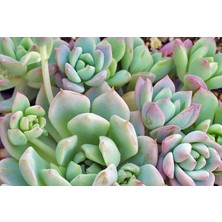 Serada Decor Plant Echeveria Profilicea Sukulent Bitki
