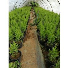 Serada Decor Plant Limon Selvi 10 Adet Kokulu Limon(Cupressus Macrocarpa Goldcrest) Saksılı 30-35 cm