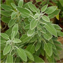 Serada Decor Plant Adaçayı Fidanı 5 Adet - Saksılı 20-30 cm