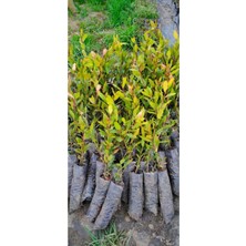 Serada Decor Plant Defne Fidanı