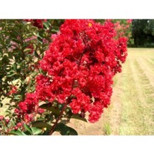 Serada Decor Plant Kırmızı Oya Ağacı Fidanı 60 cm