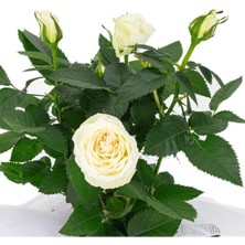 Serada Decor Plant Beyaz Minyatür Gül 20 Cm-40 cm
