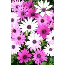 Serada Decor Plant Bodrum Papatyası Osteospermum Ecklonis