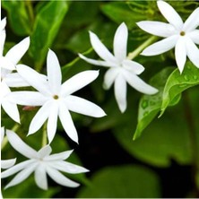 Serada Decor Plant Beyaz Izmir Yasemin Çiçeği Fidanı 50 cm