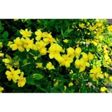 Serada Decor Plant Sarı Yasemin Çiçeği Fıdanı 70 cm Saksılı Dış Mekan Bitkisi