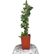 Serada Decor Plant Hanımeli Çiçeği Kokulu Sarmaşık (Lonicera) Bitki Toprağı (Torf)