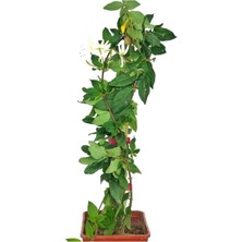 Serada Decor Plant Hanımeli Çiçeği Kokulu Sarmaşık (Lonicera) Bitki Toprağı (Torf)