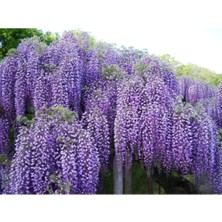 Serada Decor Plant Mor Salkım Çiçeği Fidanı 80CM Saksılı Dış Mekan Bitkisi