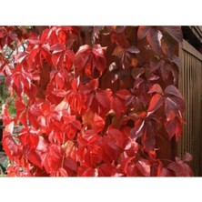 Serada Decor Plant Amerikan Sarmaşığı Çiçeği Fidanı 80 cm Dış Mekan Sarmaşık