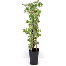 Serada Decor Plant Alacalı Büyük Yapraklı Duvar Sarmaşığı Hedera Helix Variegata, 40-60 Cm, Saksıda