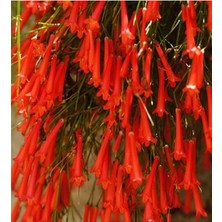 Serada Decor Plant Kırmızı Mercan Çiçeği (Russelia Equisetiformis)