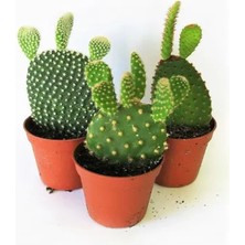 Serada Decor Plant 3 Adet Tavşan Kulağı Kaktüs 3 Ayrı Renk Sarı-Kırmızı-Beyaz Opuntia Microdasys