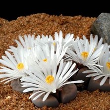 Serada Decor Plant Pleiospilos Nelii Lithops Beyaz Çiçek Açan Taş Kaktüs(Yaşayan Taşlar)