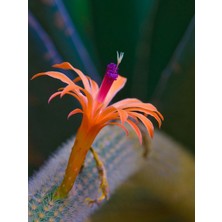 Serada Decor Plant Çiçek Açan Kaktüs Maymun Kuyruğu Hildewintera Aureispina Cactus Dolgun Formlu