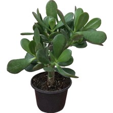 Serada Decor Plant Para Ağacı Çiçeği ( Büyük Boy ) Kaktüs Sukulent