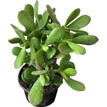 Serada Decor Plant Para Ağacı Çiçeği ( Büyük Boy ) Kaktüs Sukulent