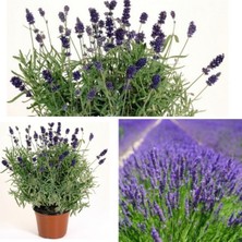 Serada Decor Plant Aromatik Bitki Lavanta Fidanı Saksılı Yoğun Kokulu