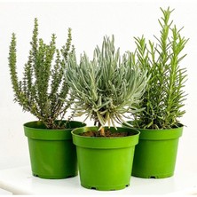 Serada Decor Plant Aromatik Bitki Seti Lavanta Biberiye Kekik 3 Lü Set
