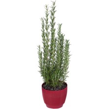 Serada Decor Plant Biberiye Kuşdili Saksı'da