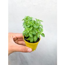 Serada Decor Plant Saksıda Top Fesleğen Bitkisi Kokulu
