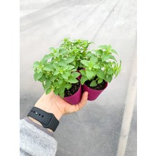 Serada Decor Plant 3 Adet Saksıda Kokulu Top Fesleğen Fidesi