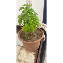 Serada Decor Plant Fesleğen