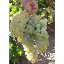 Serada Decor Plant Kazova Üzüm  Fidanı 40 cm 60 cm Bol Verimli