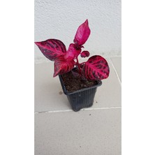 Serada Decor Plant Yaprak Güzeli