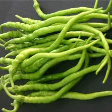 Serada Decor Plant Kıl Aci Biber Fidesi 20 Li Ambalaj (Ince Sivri Aci Biber) Kahvaltılık Bol Verimli