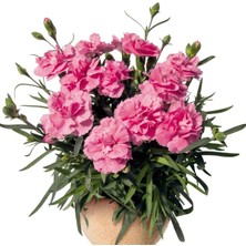 Serada Decor Plant Pembe Bodur Karanfil Çiçeği 15-25CM