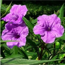 Serada Decor Plant Meksika Petunyası 50 cm