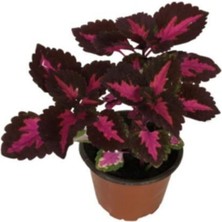 Serada Decor Plant Yaprak Güzeli - Kolyos Çiçeği