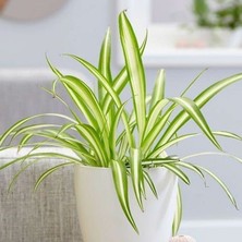 Serada Decor Plant Hava Temizleyen Kurdela Çiçeği Ev Ofis Iç Mekan Salon Bitkisi