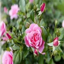 Serada Decor Plant Güller Diyarı Ispartadan Kokulu Yediveren Pembe Gül Fidanı 20-30 cm