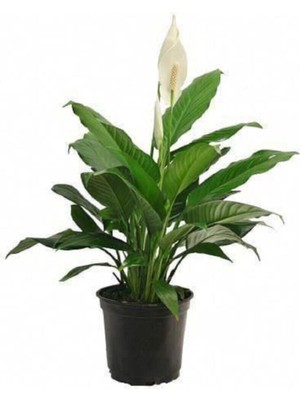 Serada Decor Plant Barış Çiçeği Spathiphyllum Sokak Lambası Ev Bitkisi Ofis Bitkisi