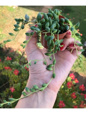 Serada Decor Plant Senecio Rowleyanus - Boncuk Yapılı Tesbih Çiçeği